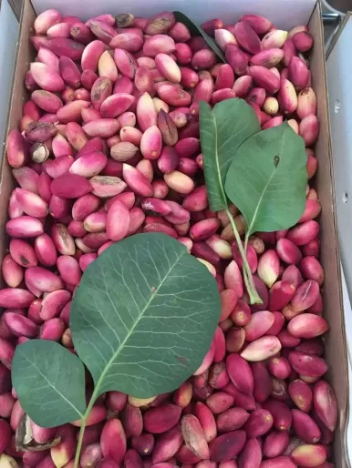 Antep-Fistigi-Taze-Antep-Fistigi-Ben-Fis-3381